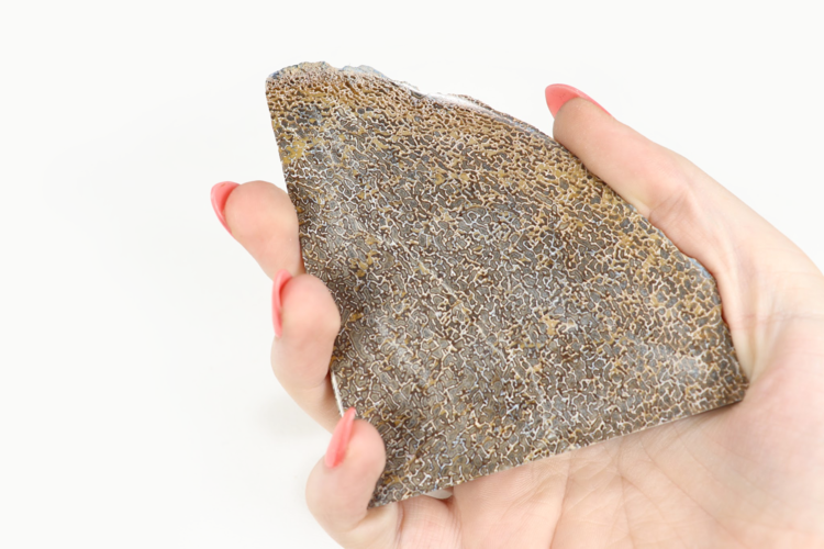Dinosaur Bone Slice Morocco 5-10cm