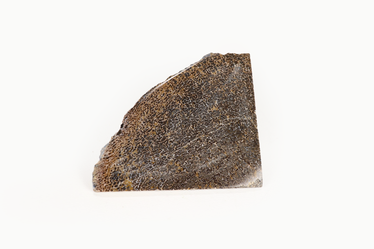 Dinosaur Bone Slice Morocco 5-10cm