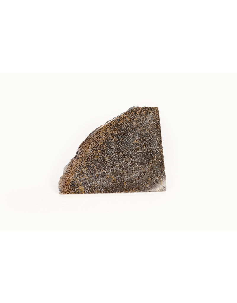 Dinosaur Bone Slice Morocco 5-10cm