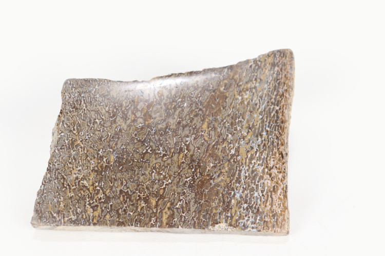 Dinosaur Bone Slice Morocco 10-15cm