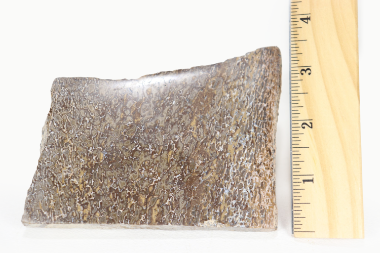 Dinosaur Bone Slice Morocco 10-15cm