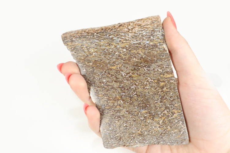 Dinosaur Bone Slice Morocco 10-15cm