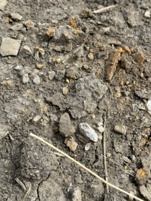 Gypsum Crystals