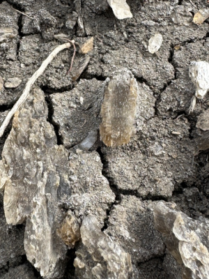 Gypsum Crystals