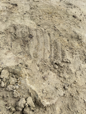 Cryptid Footprint