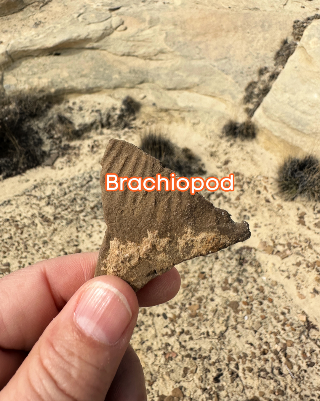 Brachipods
