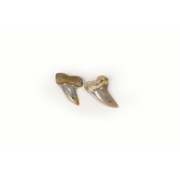 Fossil Mako Shark Tooth 1.25" Fossil Mako Shark Tooth 1.25"