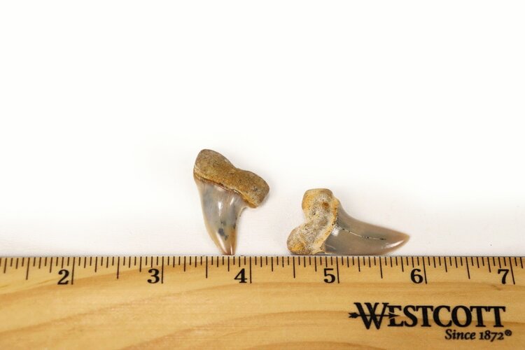 Fossil Mako Shark Tooth 1.5"