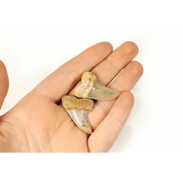 Fossil Mako Shark Tooth 1.5"