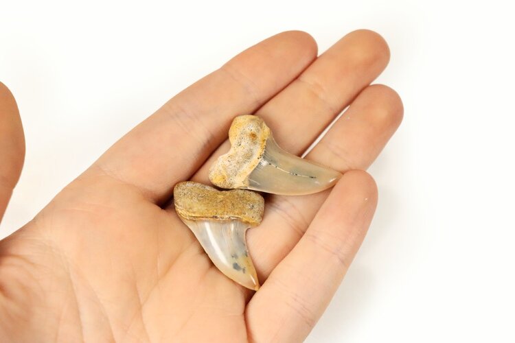 Fossil Mako Shark Tooth 1.5"