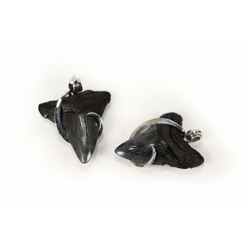 Megalodon Shark Tooth Pendant