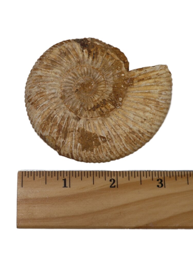White Ammonite Perisphinctes Madagascar 126-150g