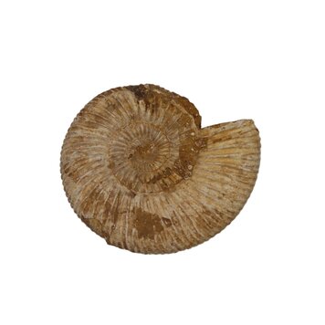 White Ammonite Perisphinctes Madagascar 126-150g