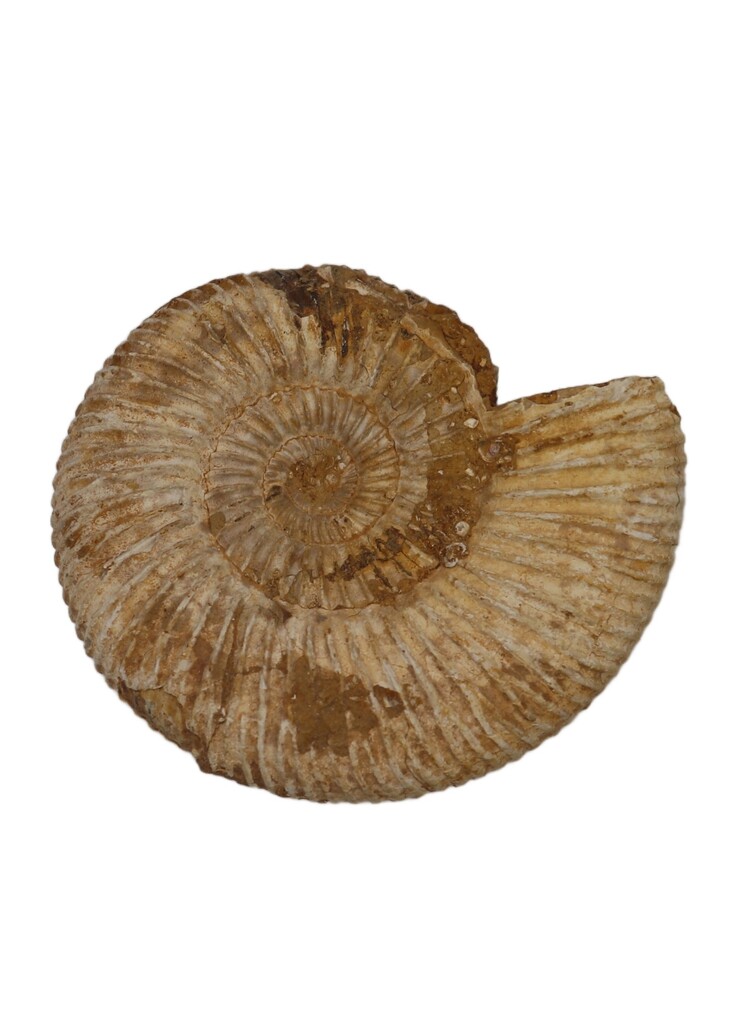 White Ammonite Perisphinctes Madagascar 126-150g
