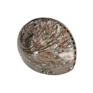 White Abalone Shell Polished Exterior