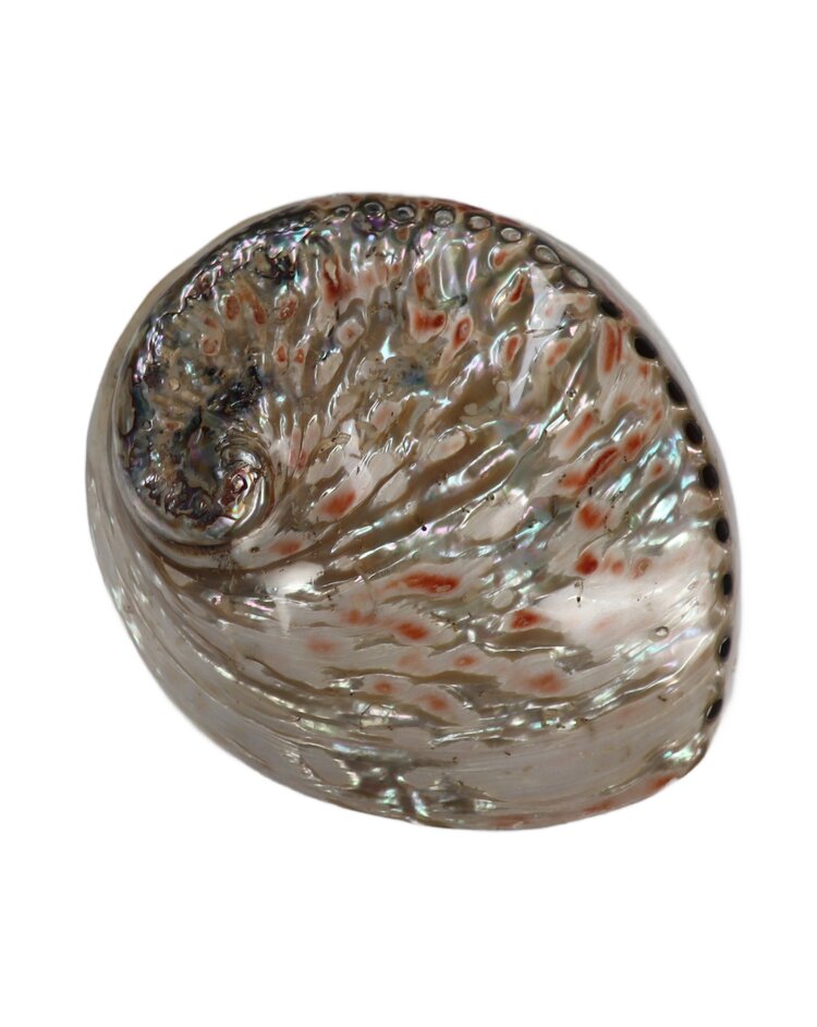 White Abalone Shell Polished Exterior