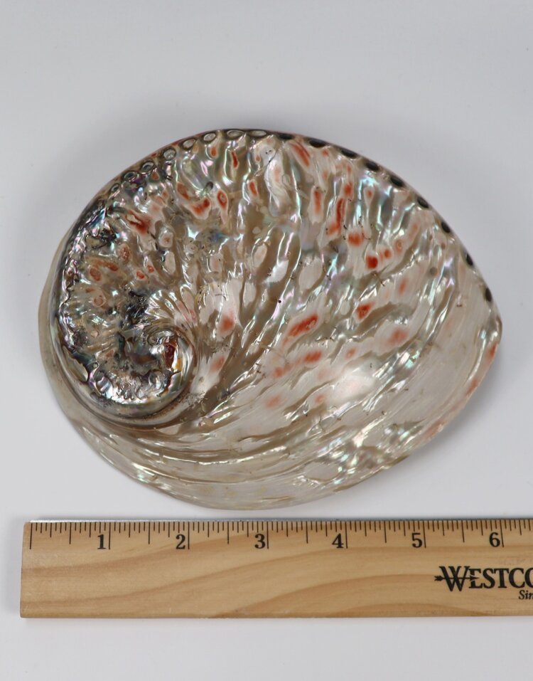 White Abalone Shell Polished Exterior
