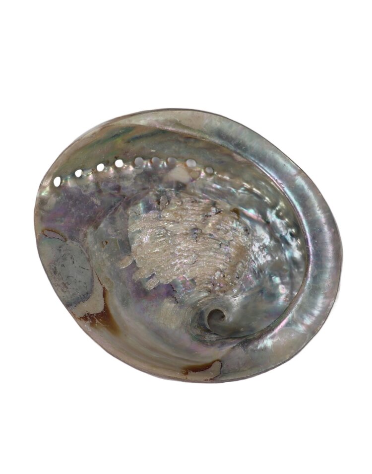 White Abalone Shell Polished Exterior