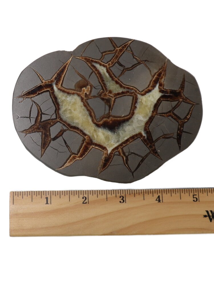 Septarian Nodule Slice Utah 4-5"