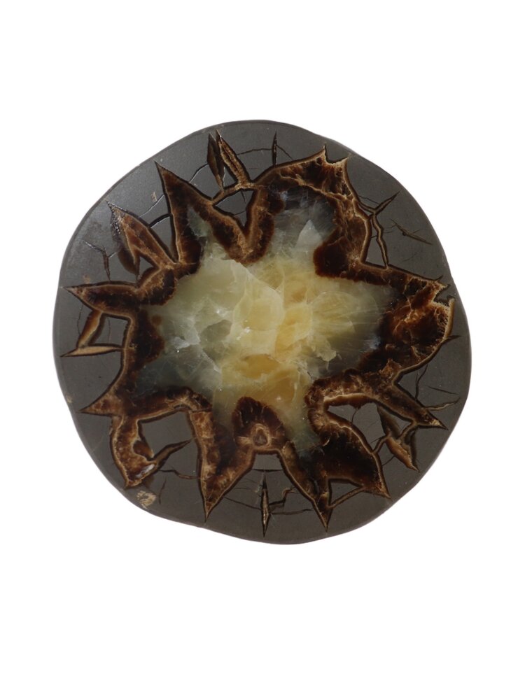 Septarian Nodule Slice Utah 3-4"