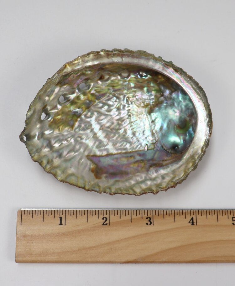 Abalone Shell 3-4 inch