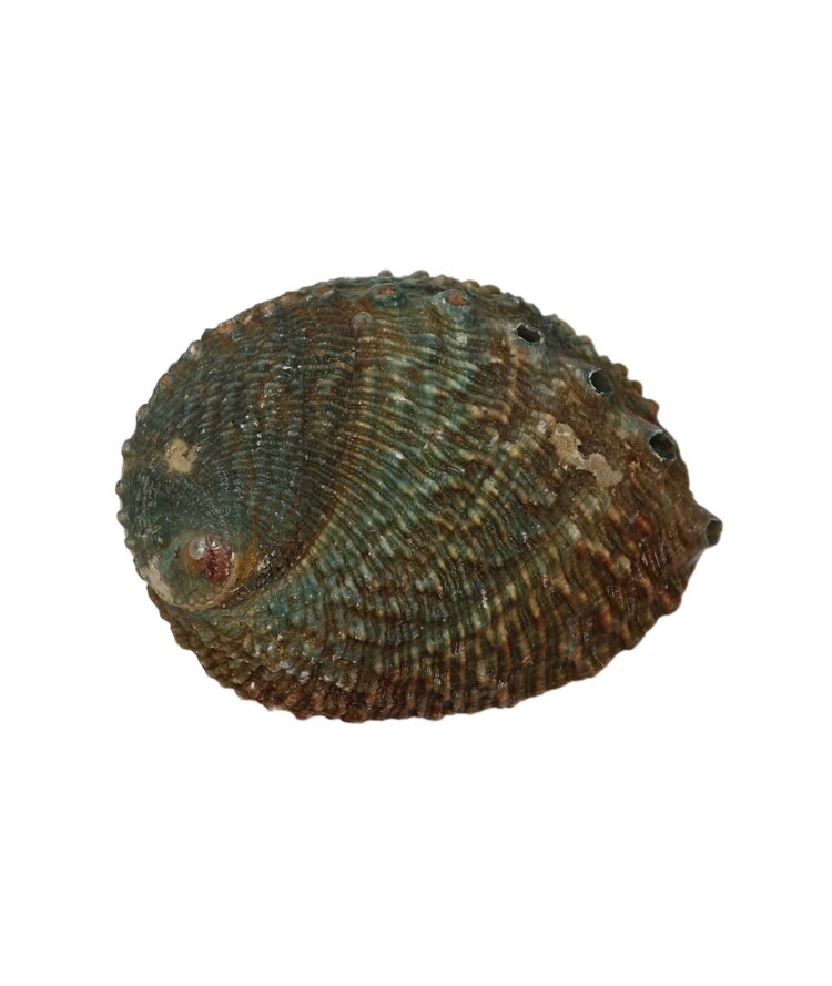 Abalone Shell 3-4 inch