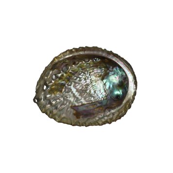 Abalone Shell 3-4 inch