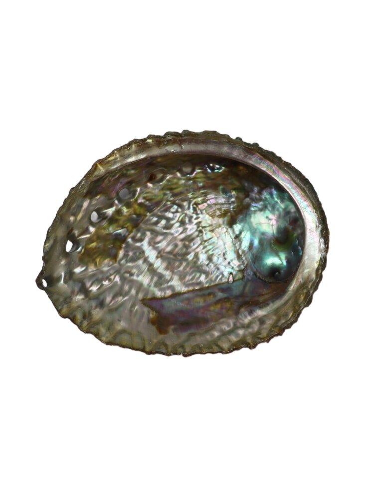 Abalone Shell 3-4 inch