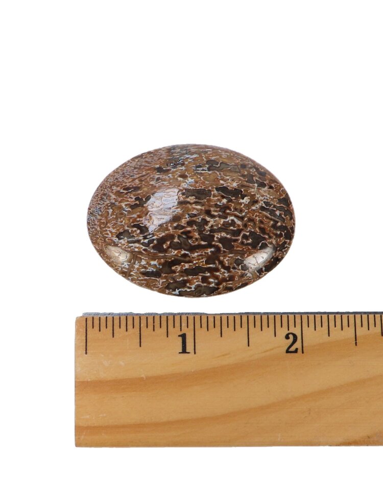 Dinosaur Bone Palm Stone