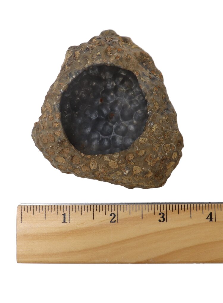 Fossilized Coral Bowl 301-350g