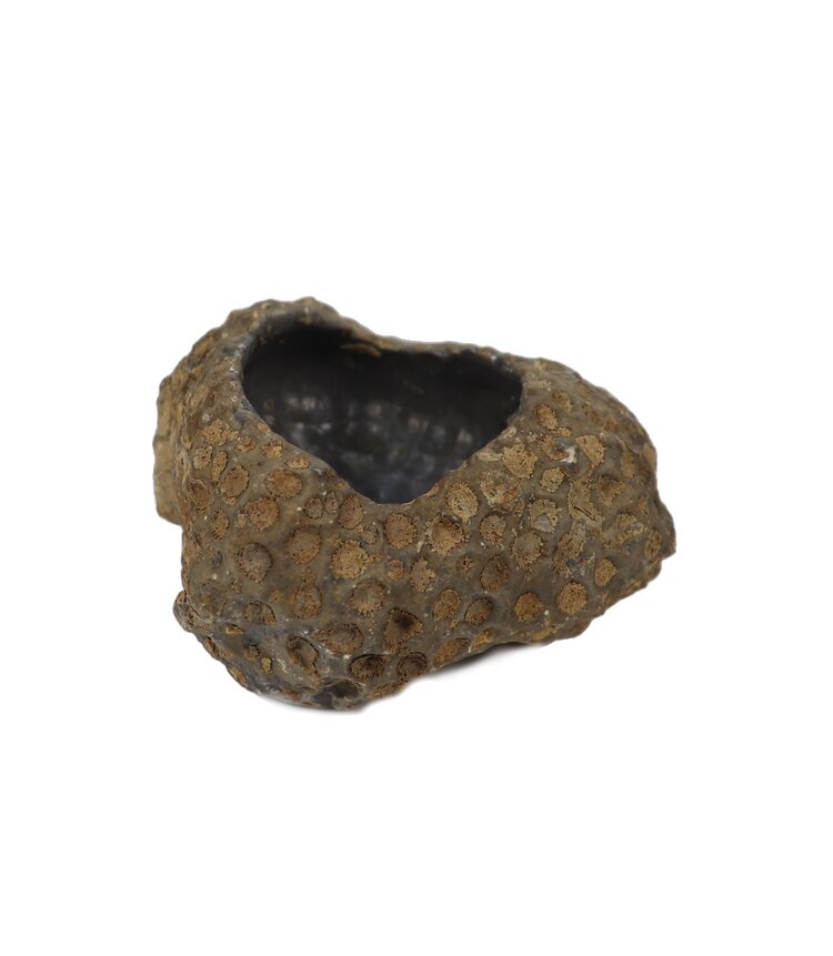 Fossilized Coral Bowl 301-350g