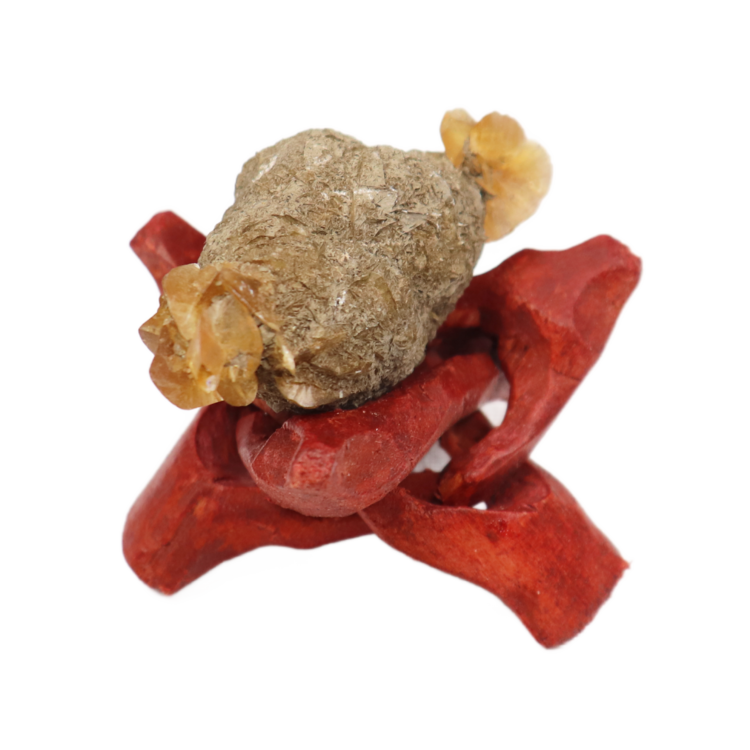 Gypsum var. Duckbill Selenite Floater Red River Valley, Fargo, Cass Co., ND, USA