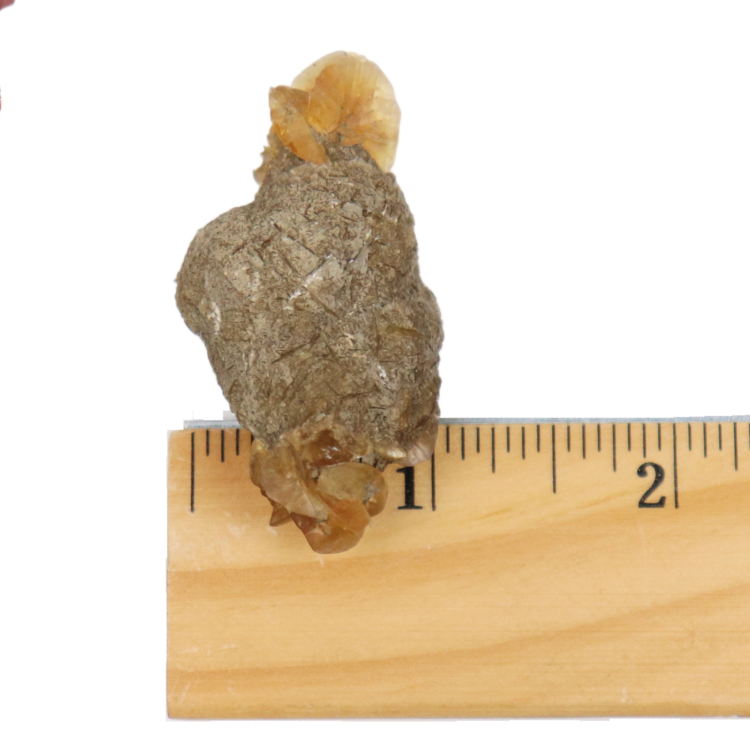 Gypsum var. Duckbill Selenite Floater Red River Valley, Fargo, Cass Co., ND, USA