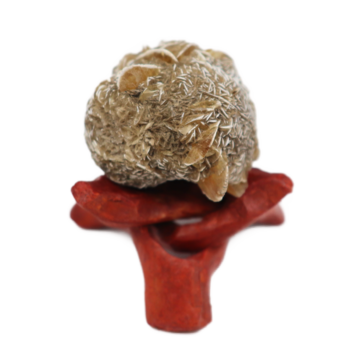 Gypsum var. Duckbill Selenite Floater Red River Valley Spillway, Winnipeg, Manitoba, CAN