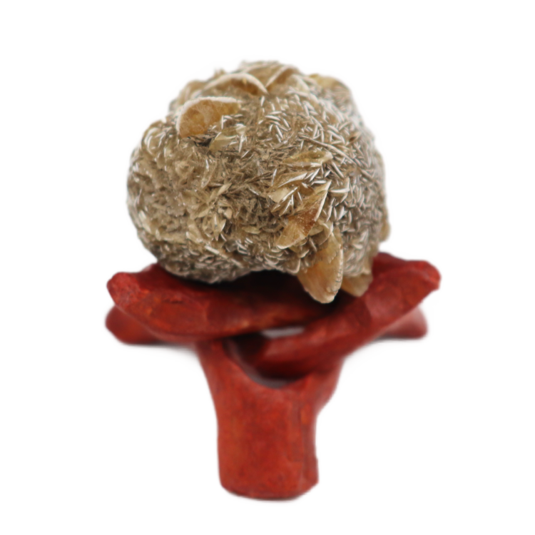 Gypsum var. Duckbill Selenite Floater Red River Valley Spillway, Winnipeg, Manitoba, CAN