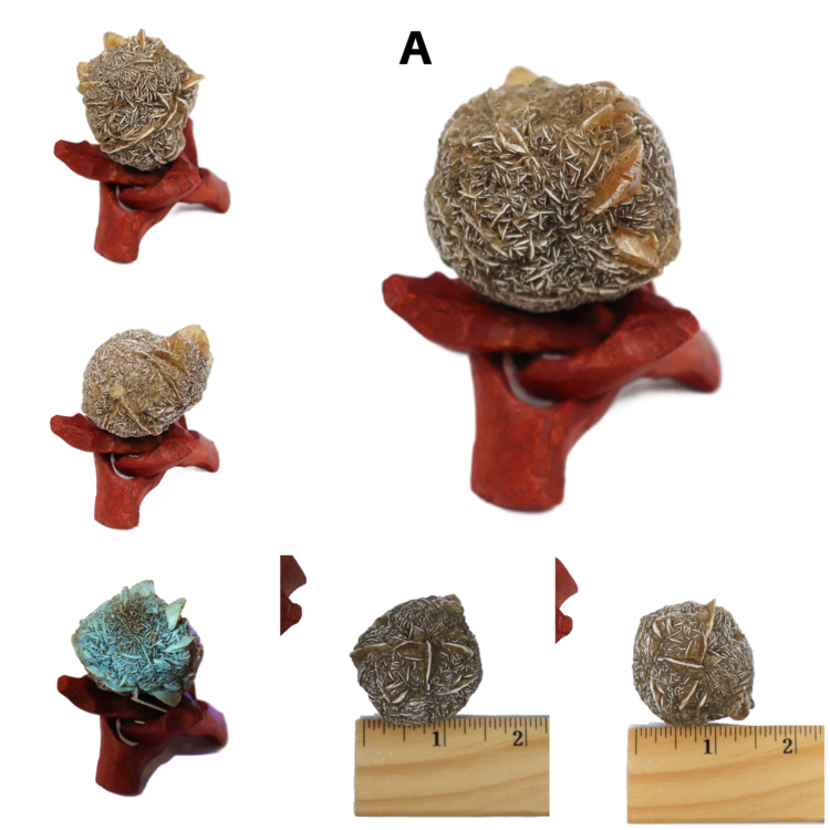 Gypsum var. Duckbill Selenite Floater Red River Valley Spillway, Winnipeg, Manitoba, CAN