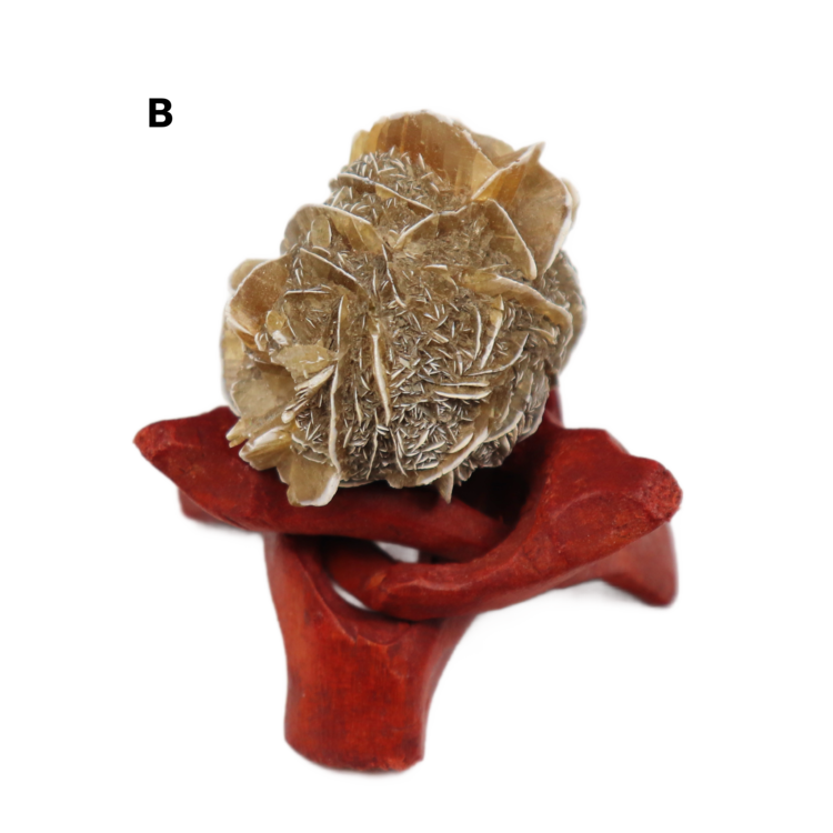 Gypsum var. Duckbill Selenite Floater Red River Valley Spillway, Winnipeg, Manitoba, CAN