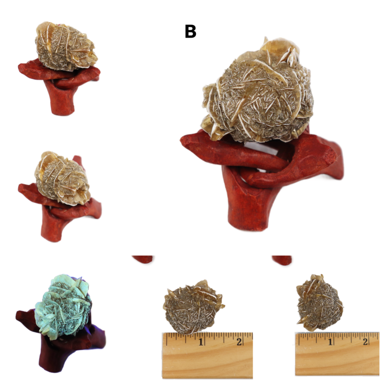 Gypsum var. Duckbill Selenite Floater Red River Valley Spillway, Winnipeg, Manitoba, CAN