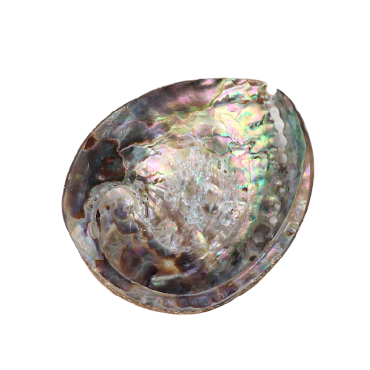 Cleansing Kit: Palo Santo, Blue Sage, Abalone Shell