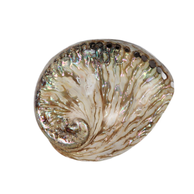 Cleansing Kit: Palo Santo, Blue Sage, Abalone Shell