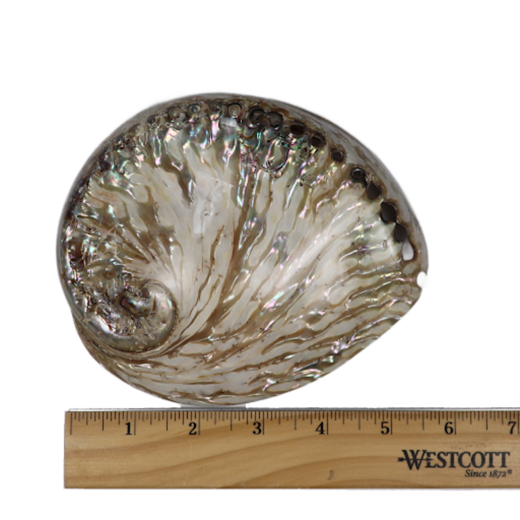 Cleansing Kit: Palo Santo, Blue Sage, Abalone Shell