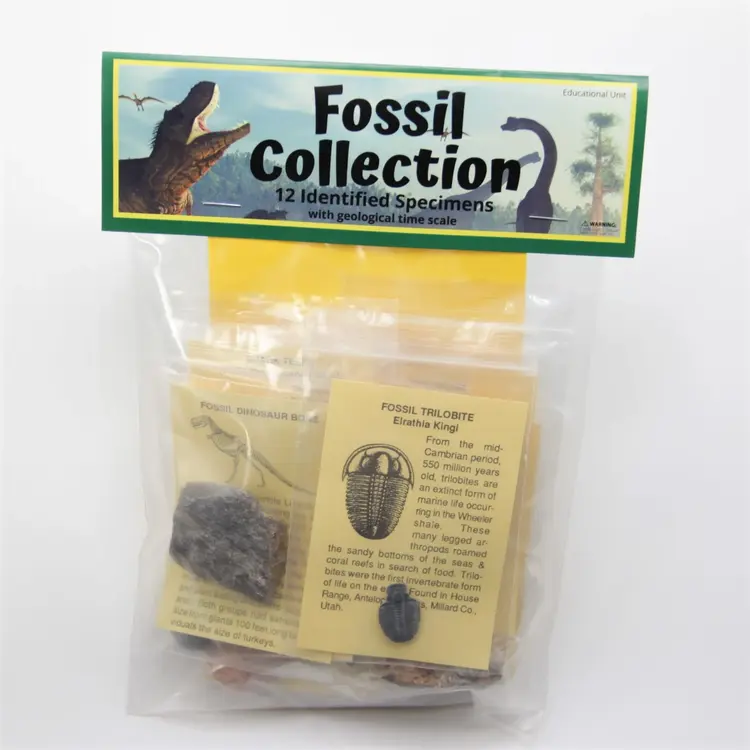 Fossil Collection with 12 Specimens & Time Scale