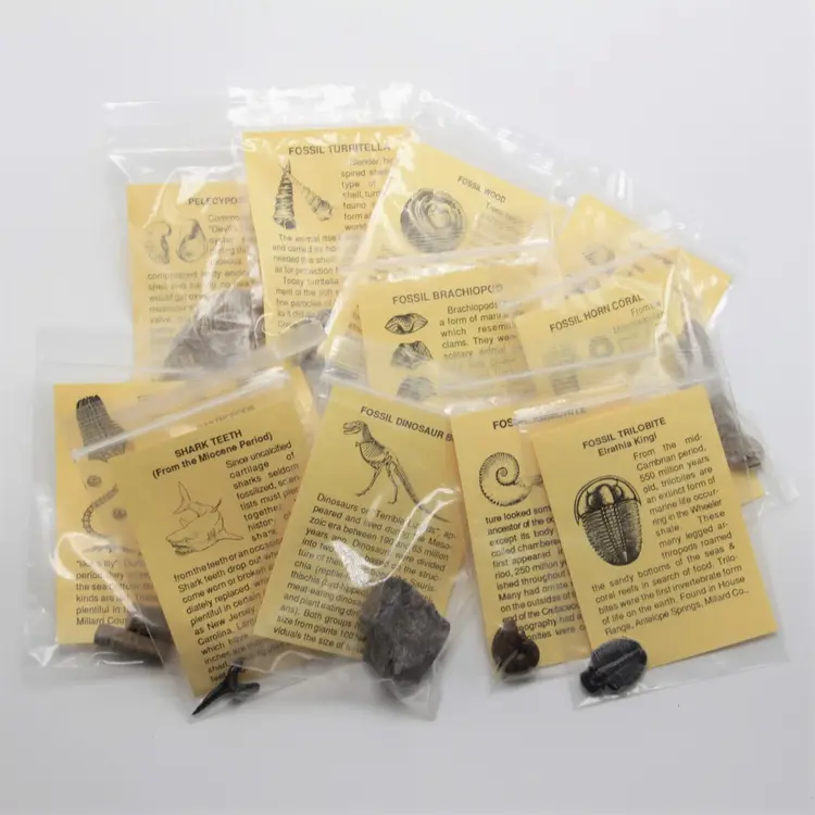 Fossil Collection with 12 Specimens & Time Scale