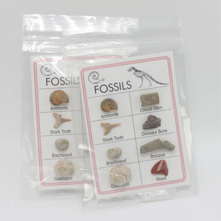 Fossil Collection Card