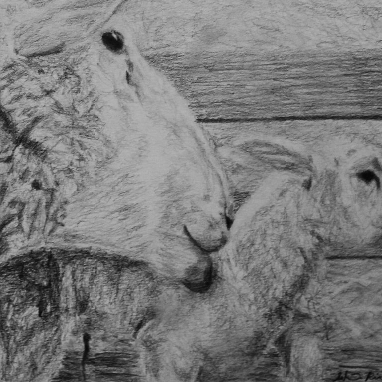 Richert Ranch Prints of  Animal Paintings and Drawings