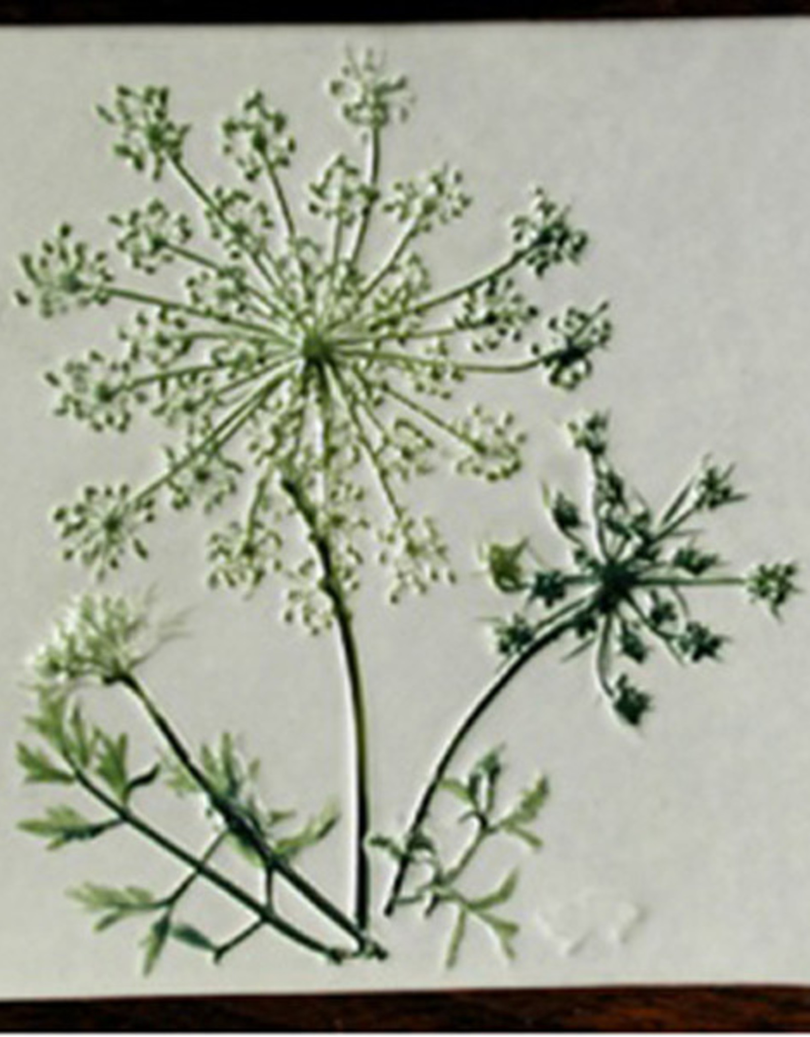  Queen Anne's Lace- 200 Seeds - 50 % off sale : Patio