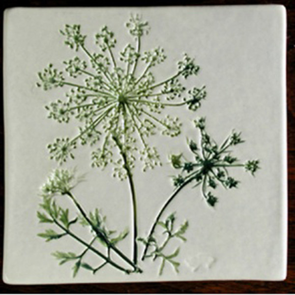 Queen Anne's Lace- 200 Seeds - 50 % off sale