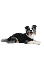 Suitical SUITICAL BLACK RECOVERY SUIT FOR DOGS