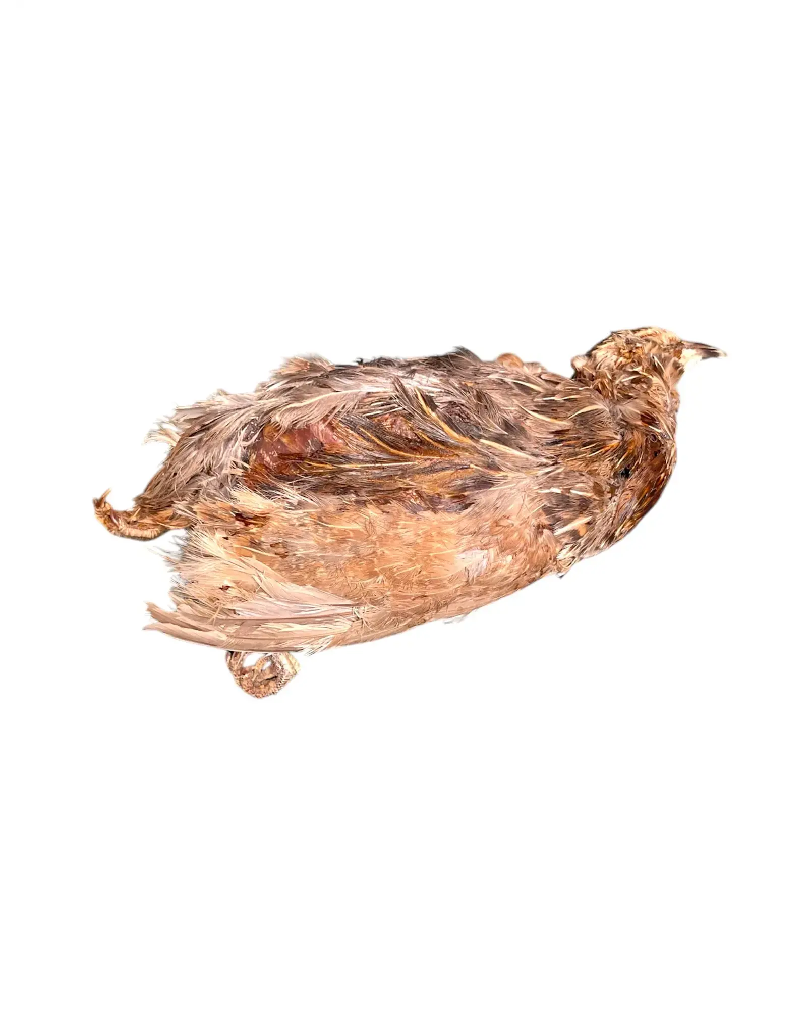 Ancestral Raw Nutrition ANCESTRAL RAW NUTRITION DEHYDRATED WHOLE PREY QUAIL