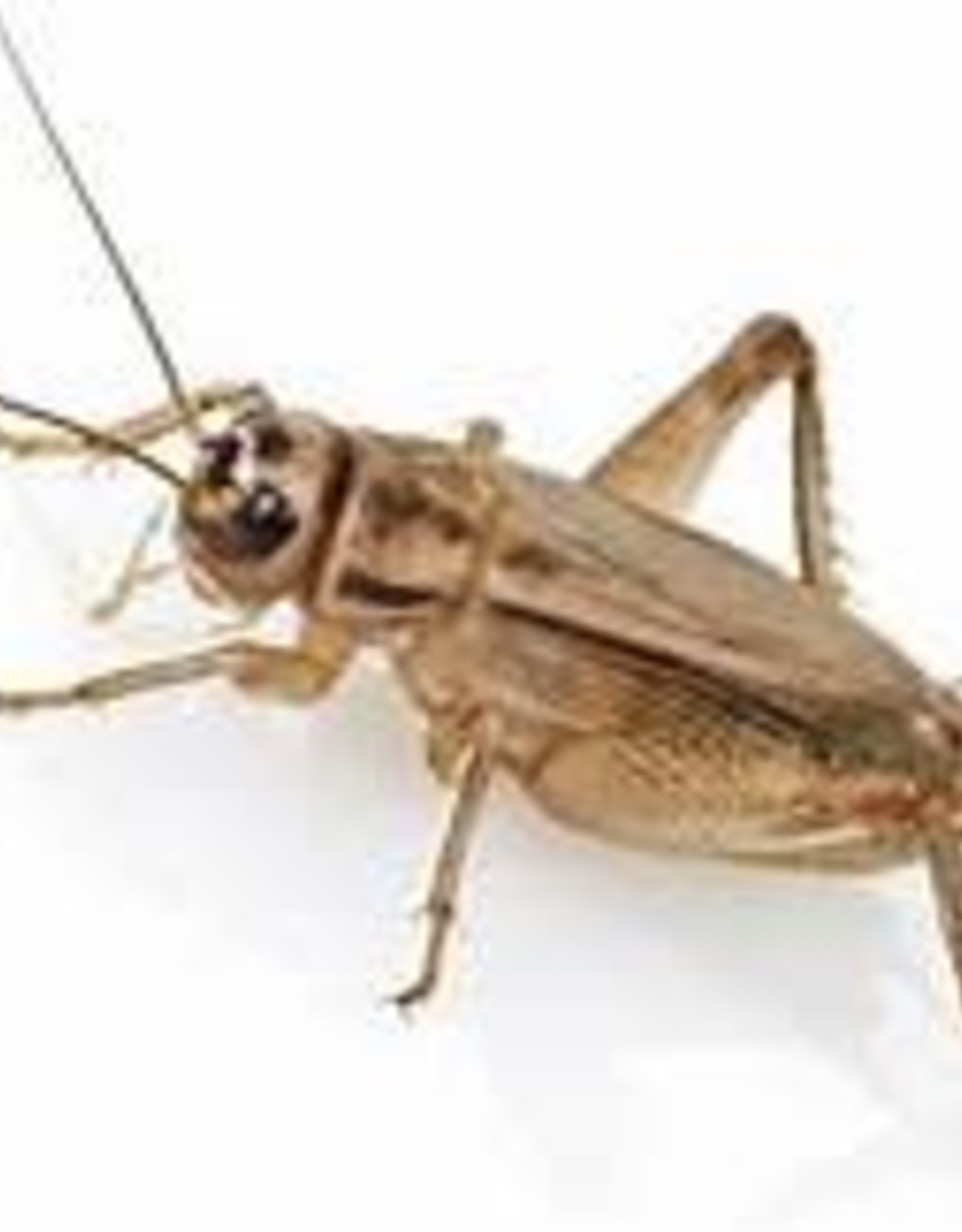 Crickets Northern Pet Emporium